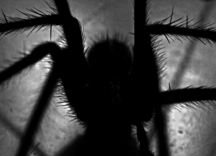 Feature photo for An Arachnophobia Nightmare. Silhouette of a large hairy spider.